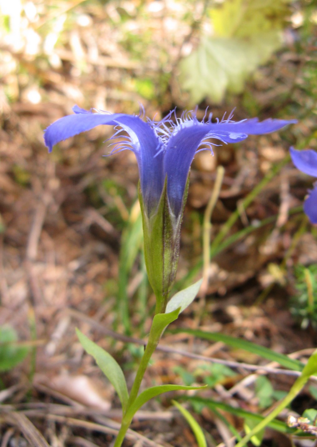 Gentianopsis ciliata / Genziana sfrangiata